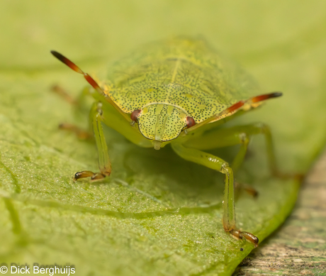 groene schildwants