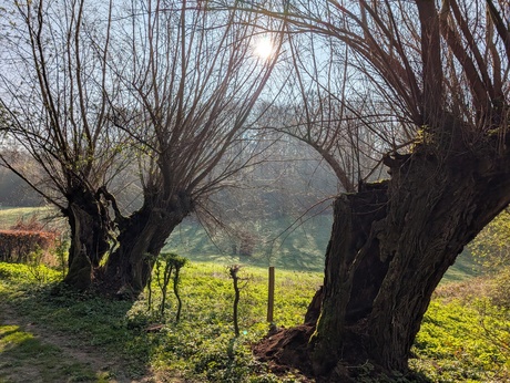 knotwilgen in de ochtendzon