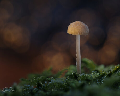 Lone Mushroom