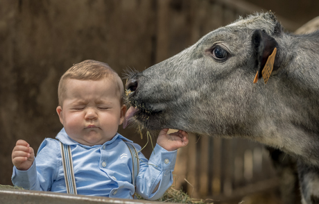 een koeiekus voor Ward
