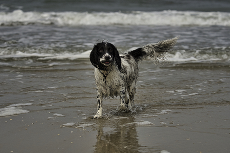 Zeehond