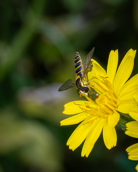 insect op bloem