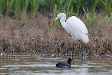 Grote zilverreiger op jacht