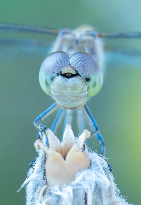 Libel close-up