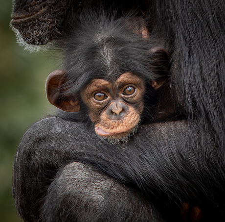 Chimpansee baby