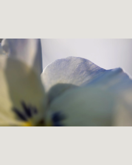 Verwondering in de achtertuin