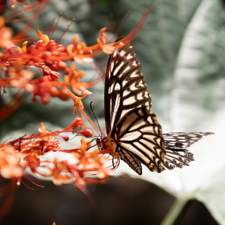 Lovely big butterfly in Sri Lanka in the wild!