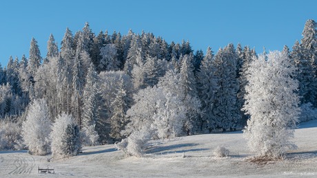 Bomen in de winter