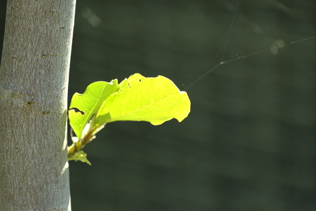 Zon op blad