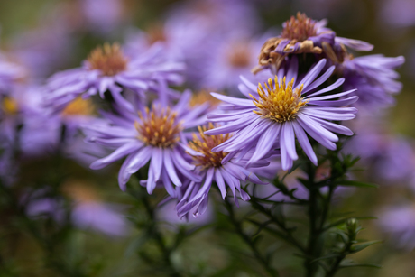 Aster