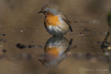 Spiegelbeeld