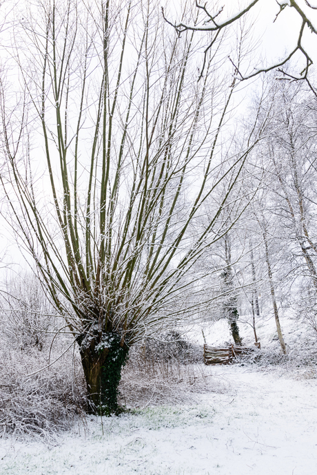 winter in de tuin