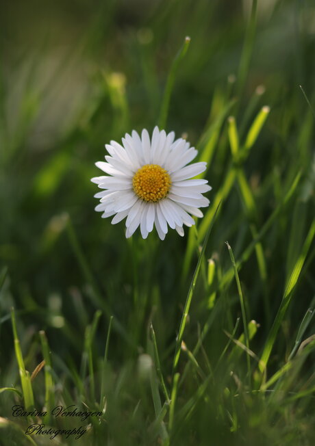 Margrietje