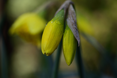 narcis met ochtenddauw