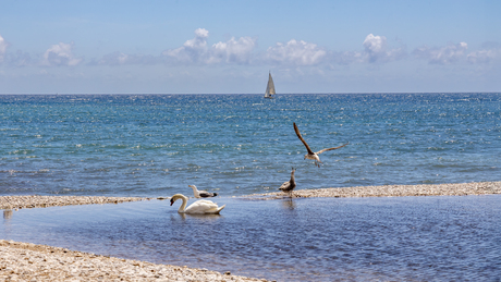 Zoet en zout water tafereel.