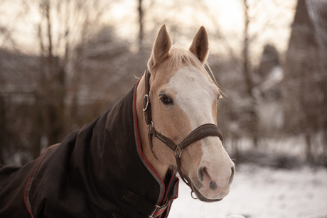 Paard in de sneeuw.