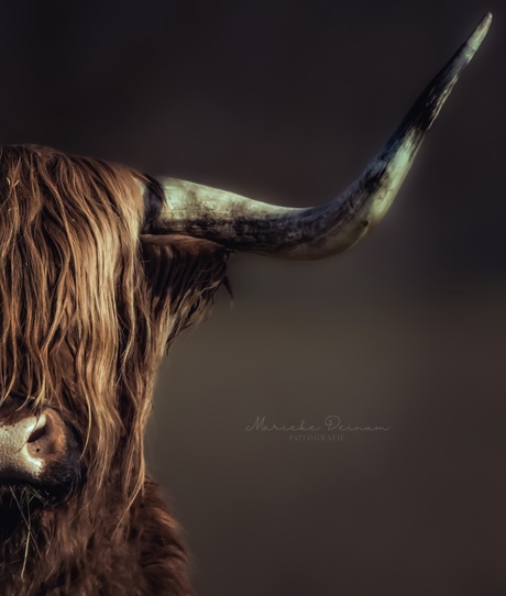 Schotse Hooglander