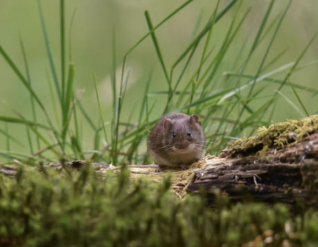 Woelmuis