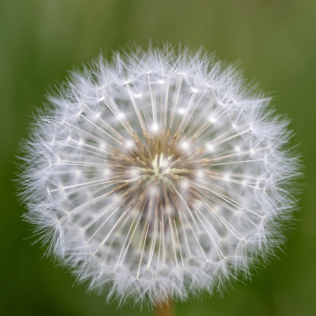Paardenbloem in maanstadium