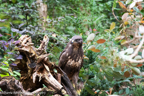 Buizerd op de loer voor prooi