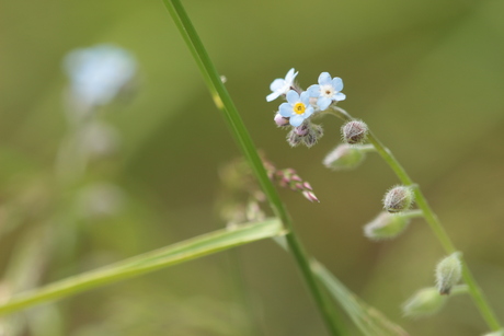 macro bloemetjes