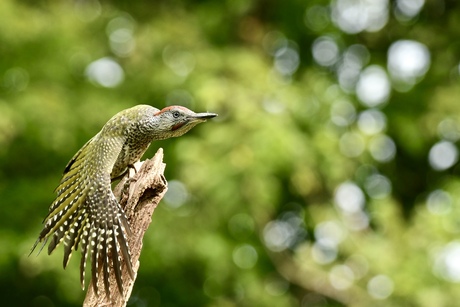 Groene Specht