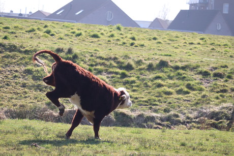 springende koe