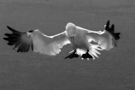 Jan van Gent in landing