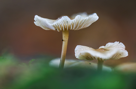 Paddenstoelen