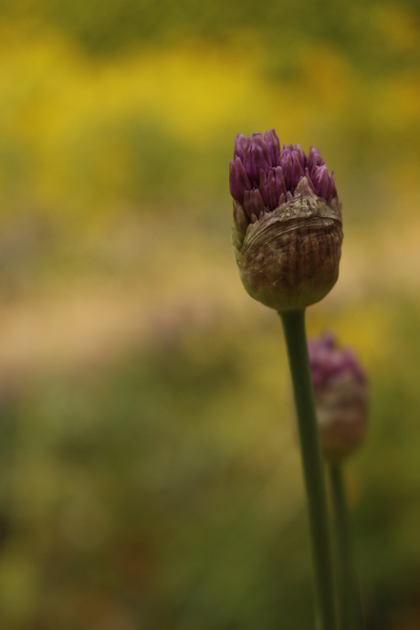 Allium