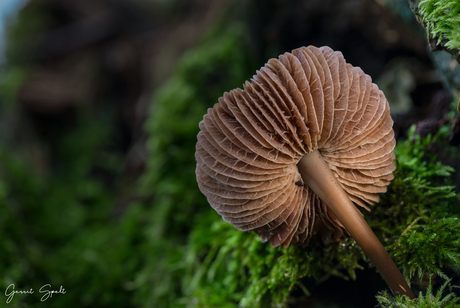 Mycena