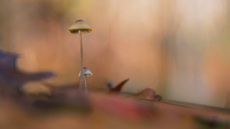 Mycena