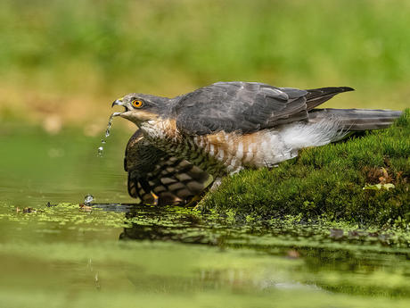 Drinkende Sperwer