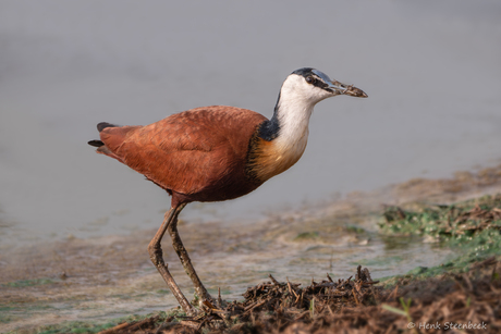 African Jacana poert in de modder