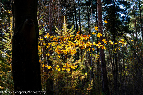 Gouden bladeren in het donkere bos