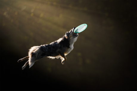 Frisbeedog