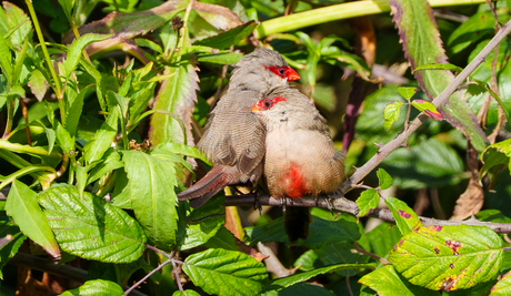 Sint Helenafazantjes 