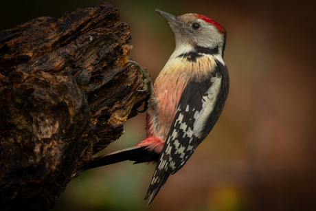 Middelste bonte specht