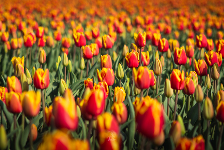Tulpen
