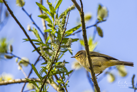 Tjiftjaf (Phylloscopus collybita)
