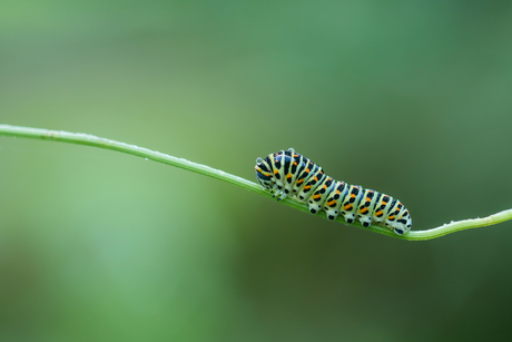 rups koninginnenpage