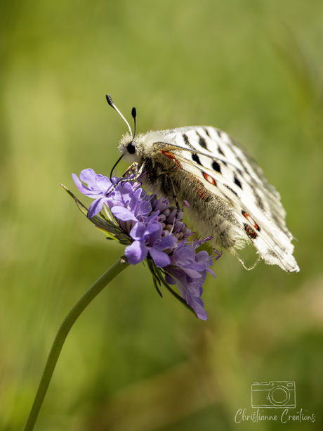 Zeldzame Apollo-vlinder rust op een paarse scabiosa