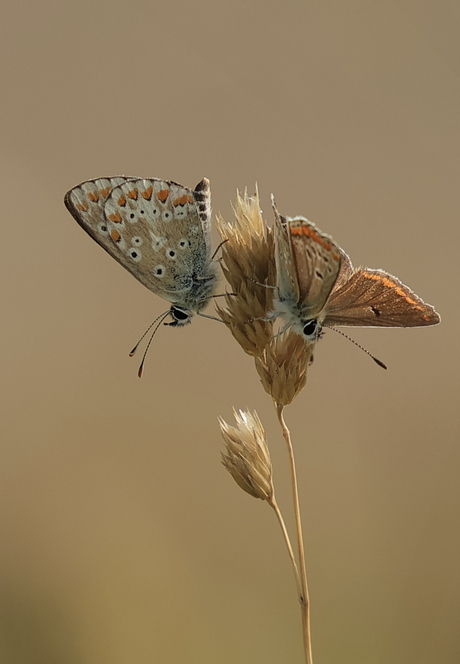 Icarus Blauwtje met Bruin Blauwtje