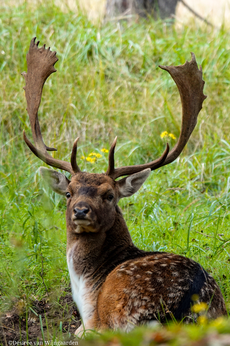 damhert in de AWD