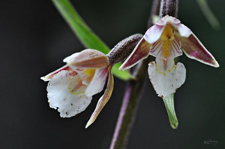 Moeraswespenorchidee