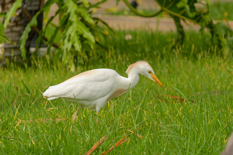 Loslopende koereigers 1