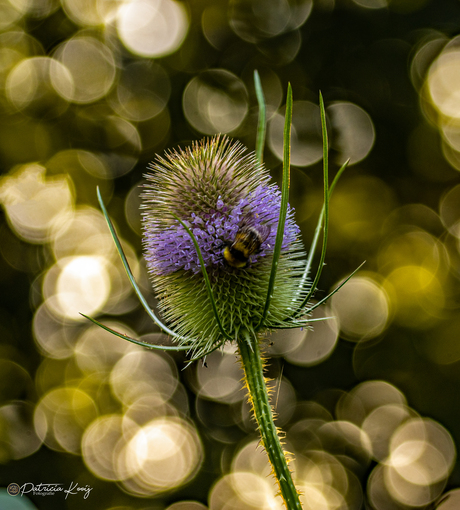 Kaardebol met bij