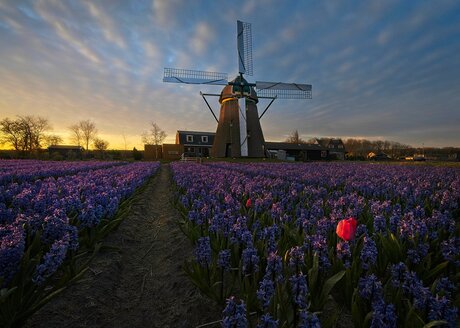 Dutch spring