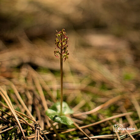 Kleine keverorchis