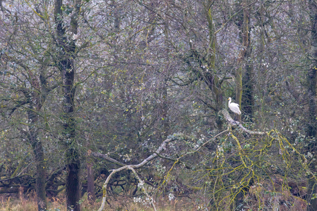 Grote zilverreiger